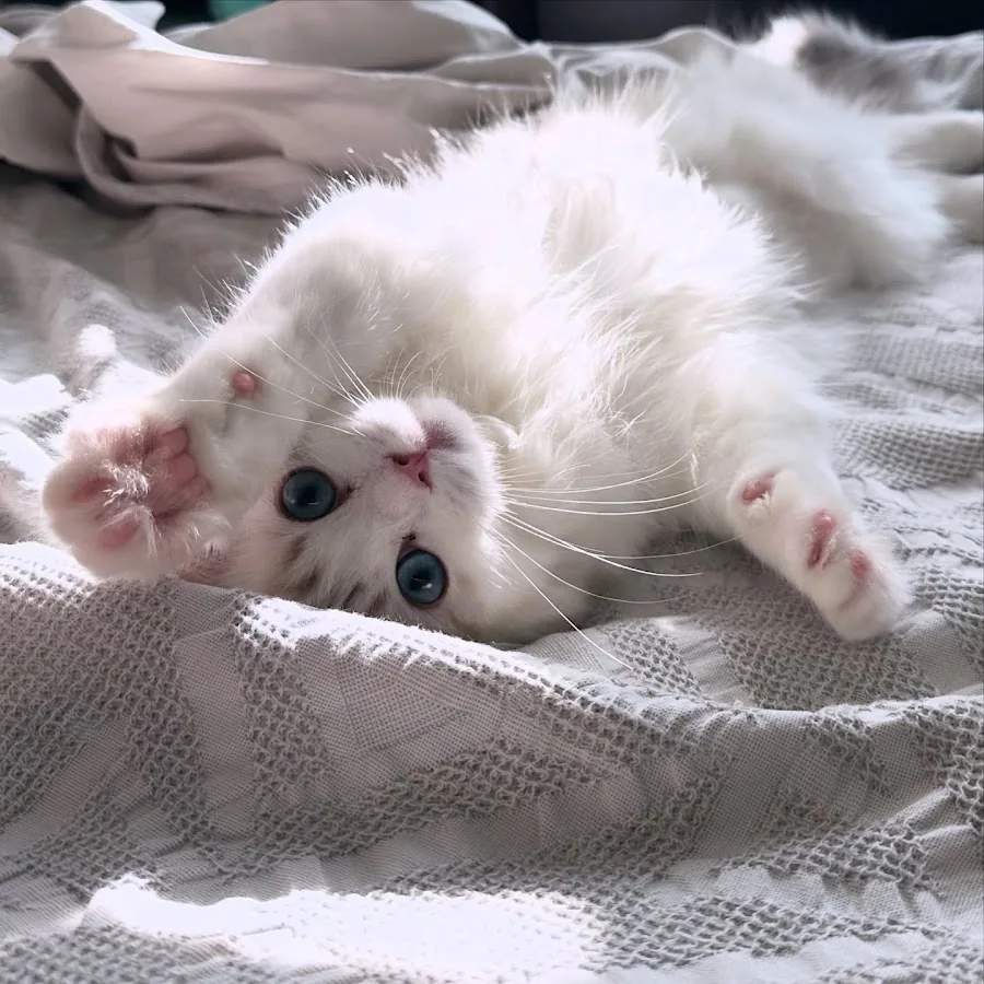 Blue-eyed Ragdoll kitten lying upside down on soft bedding