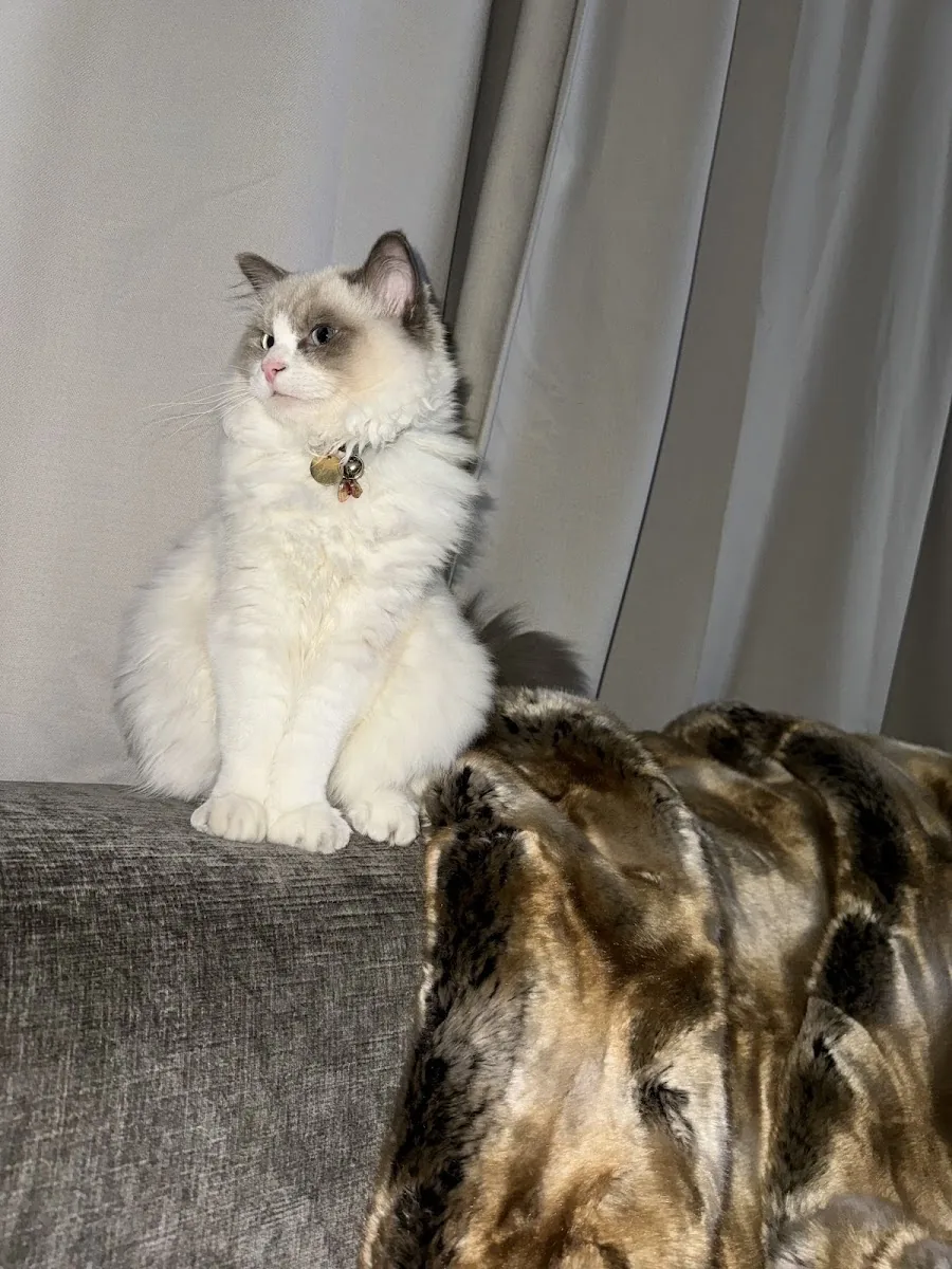 Ragdoll cat sitting beside another family cat