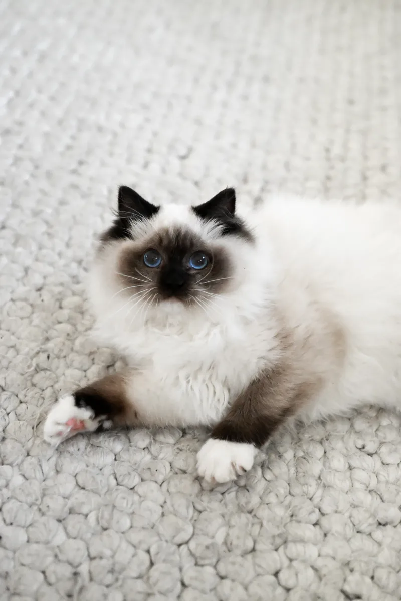 Mabel, a seal mitted Ragdoll queen, lying on a textured cream rug