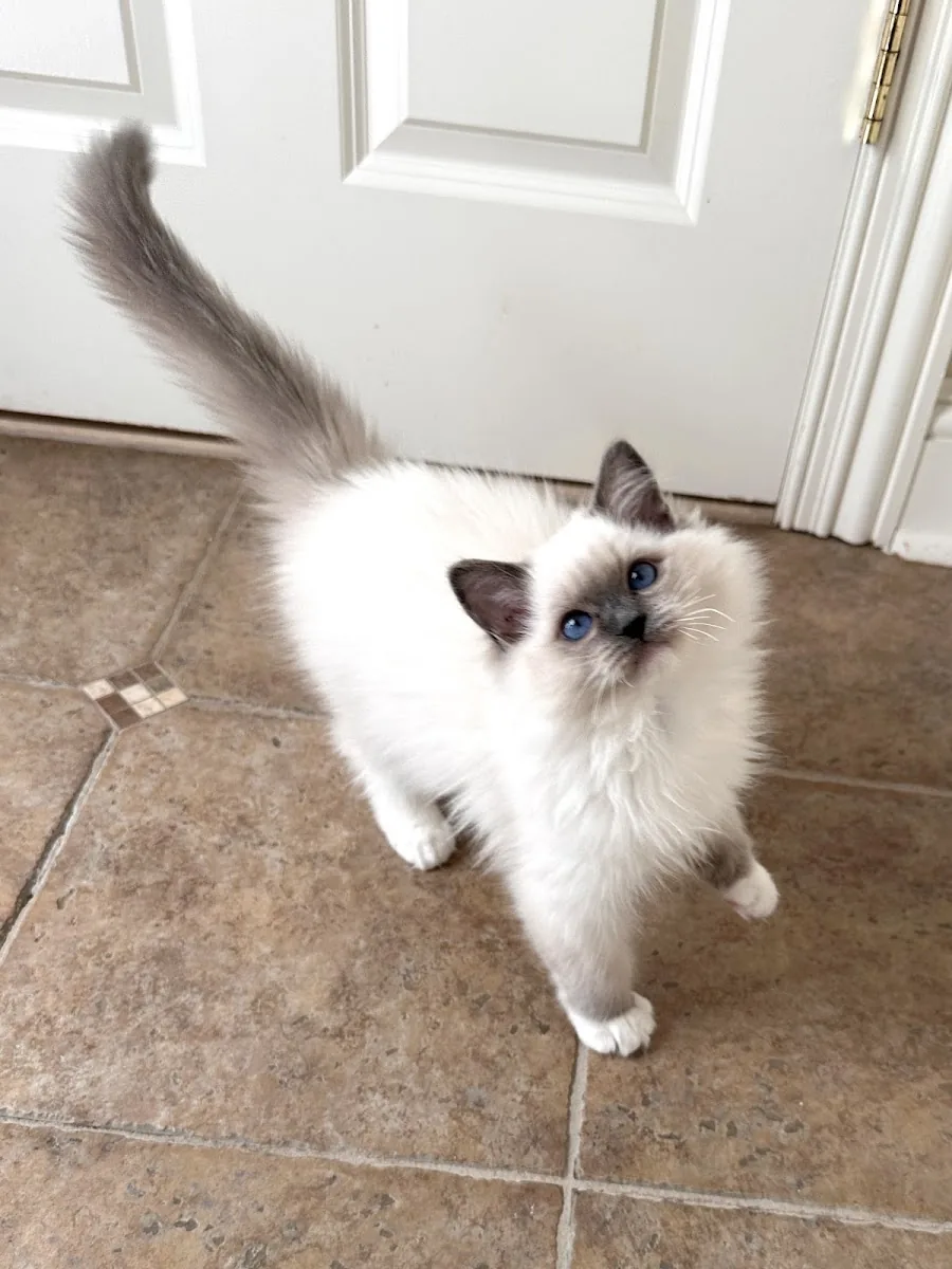 Mitted Ragdoll kitten standing with its tail raised