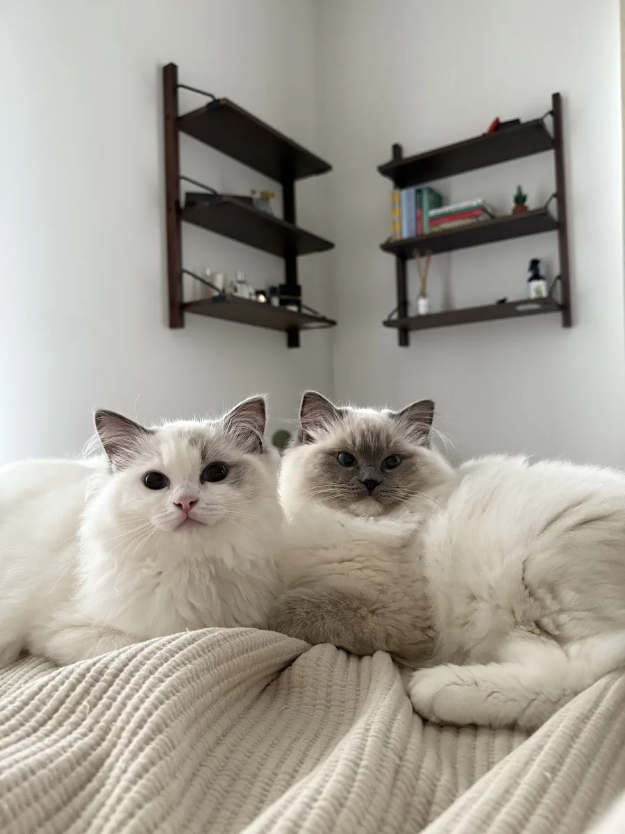 Two Ragdoll cats relaxing together on a sofa