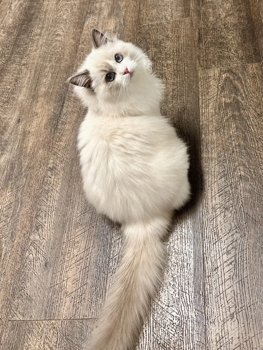 Fluffy Ragdoll cat standing on a wood floor