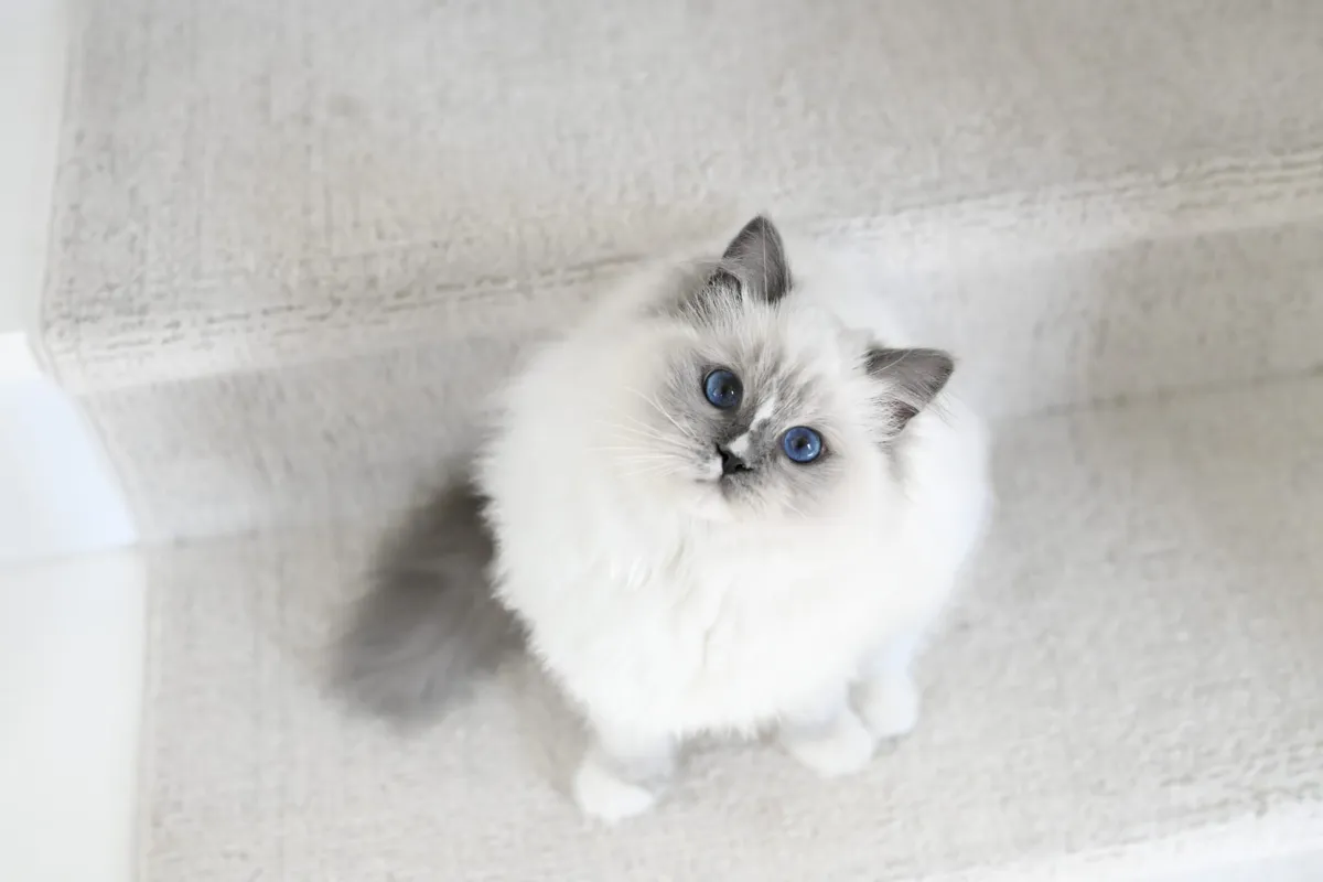 Lumi the blue mitted Ragdoll sitting on a textured white rug