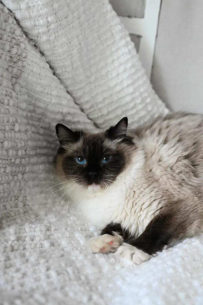 Sparrow the seal mitted Ragdoll lounging on a cozy white throw