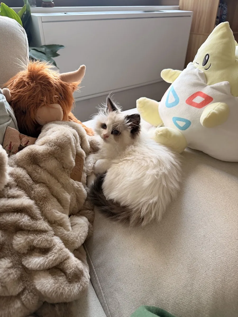 Ragdoll kitten playing beside plush toys on a sofa