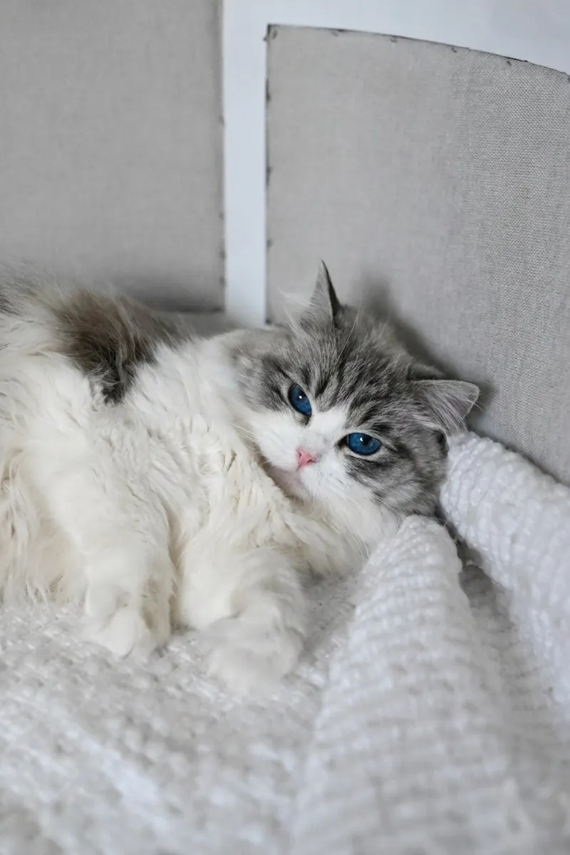 Calliope the seal lynx bicolor Ragdoll with deep blue eyes resting on a knit throw