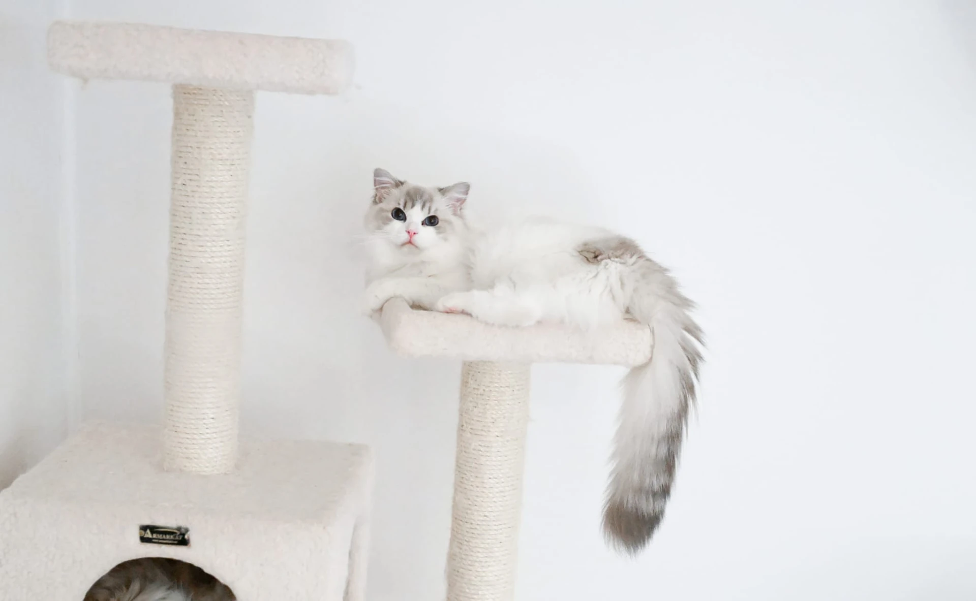 Little Bo Peep a blue lynx bicolor Ragdoll queen with blue eyes, lying on a rug at River Haze Ragdolls