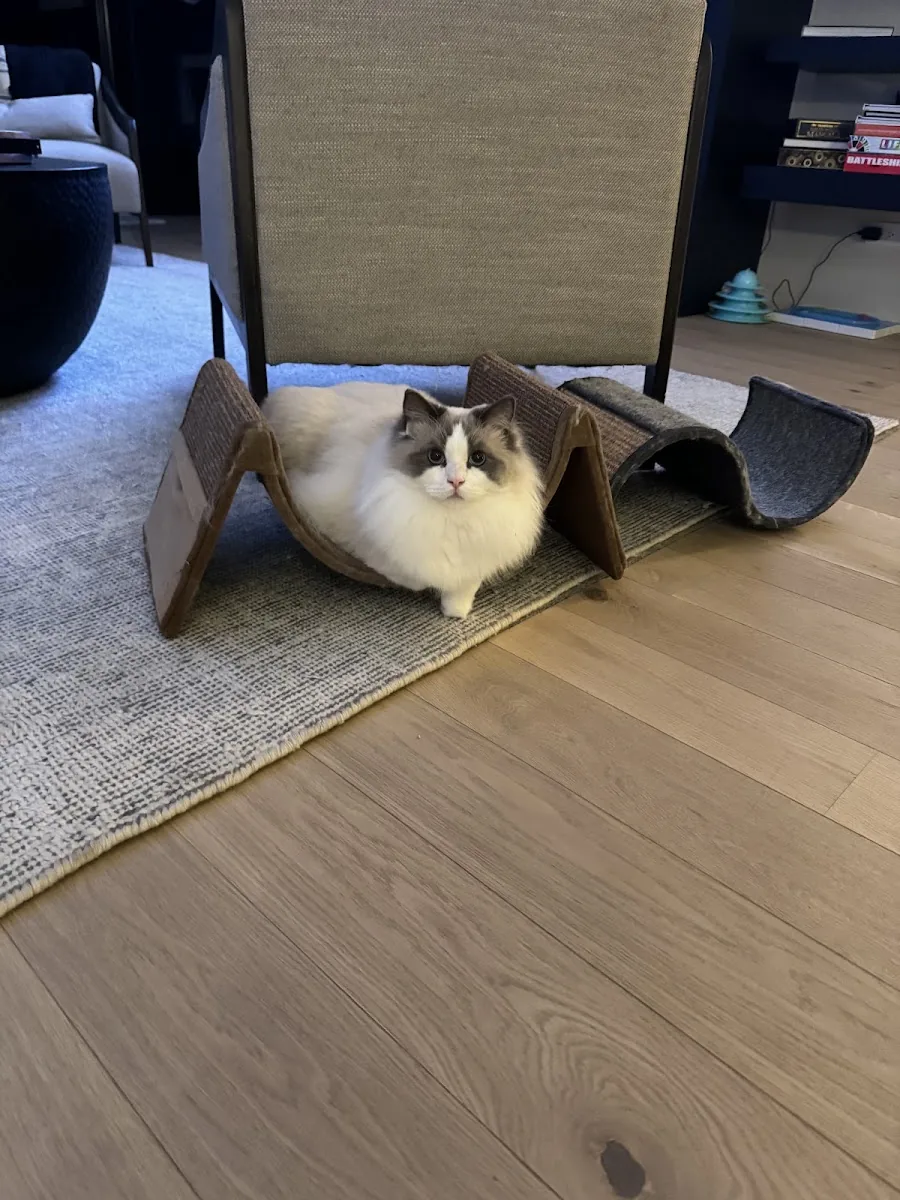 Ragdoll cat peeking out beneath an office chair