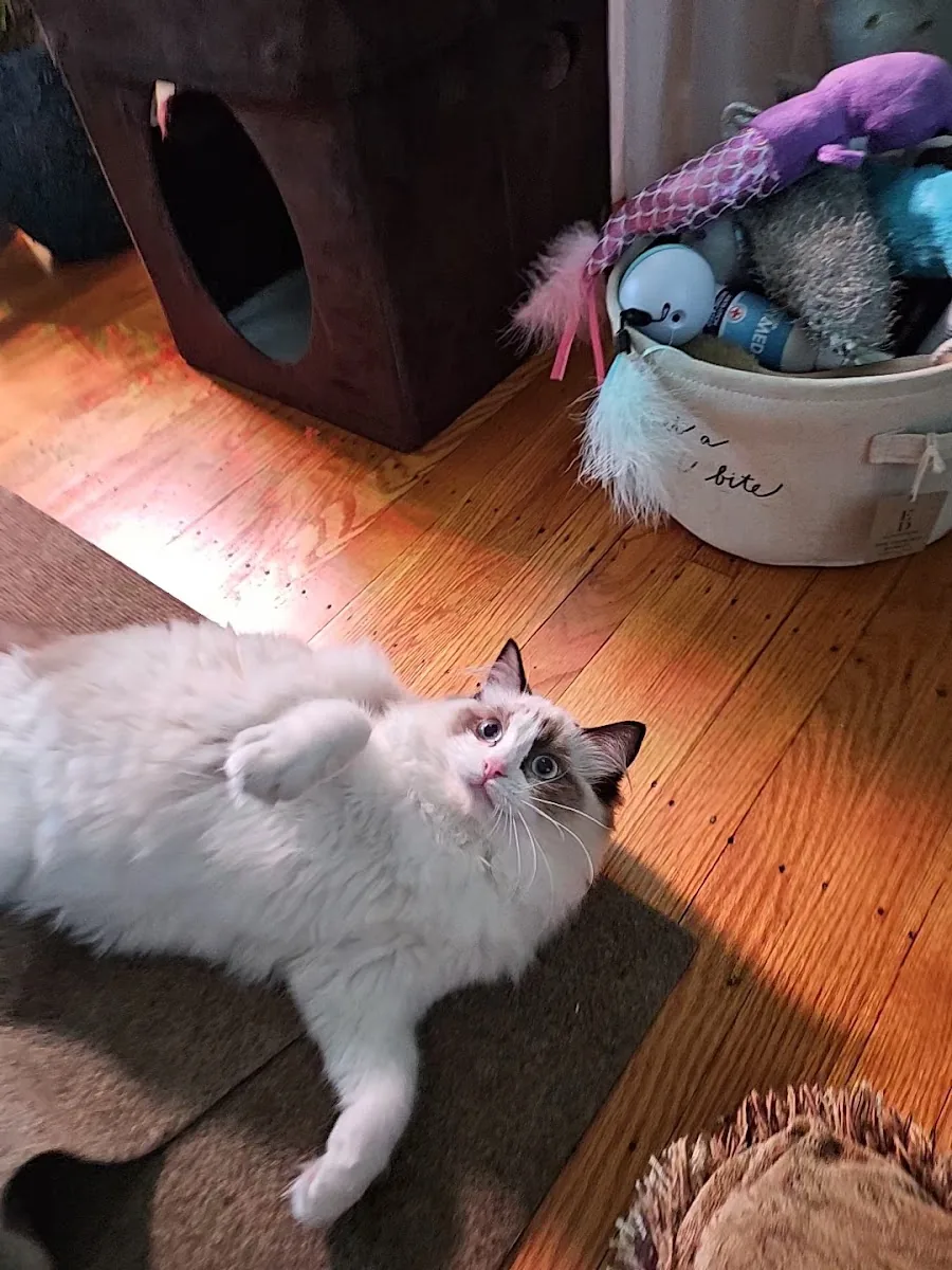 Ragdoll cat standing beside a woven toy basket
