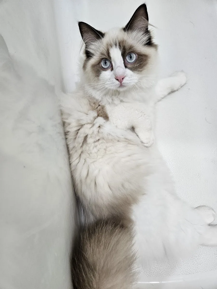 Fluffy Ragdoll cat sitting upright on a pale rug