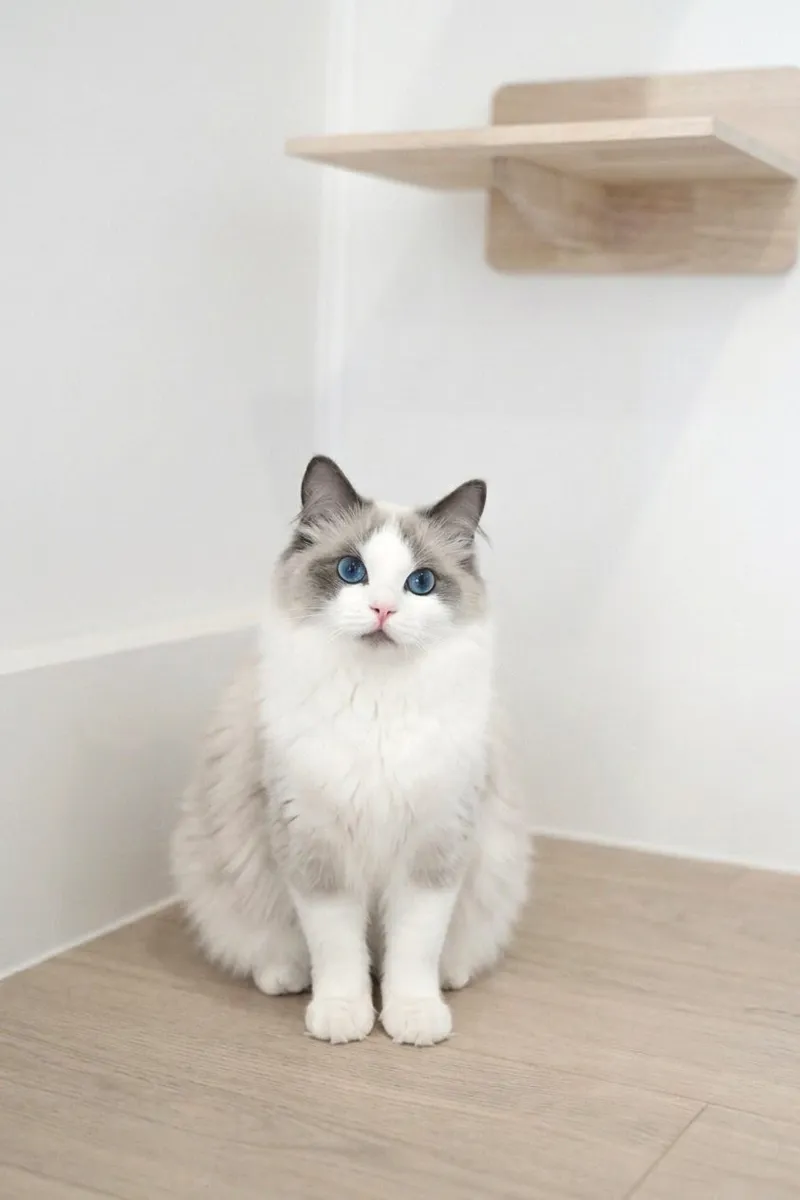 Nova the blue bicolor Ragdoll queen sitting in a bright white corner
