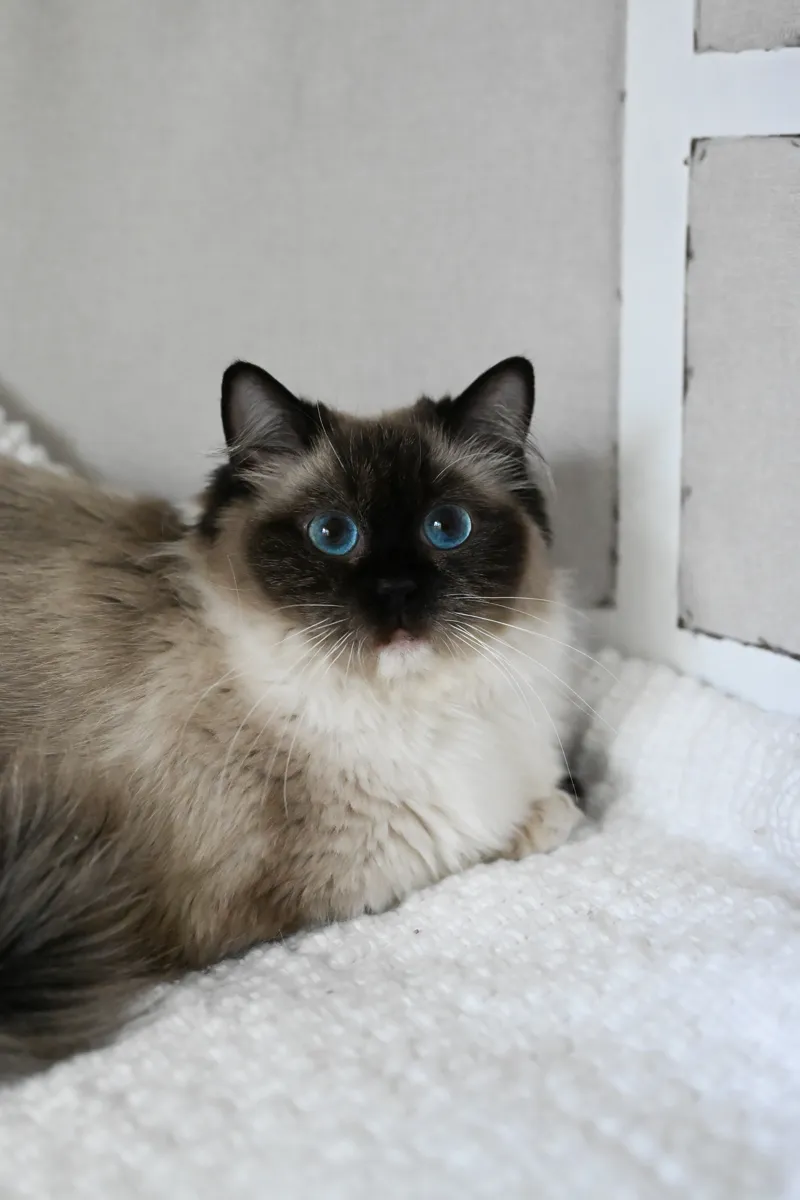 Sparrow, a retired seal mitted Ragdoll queen with striking blue eyes