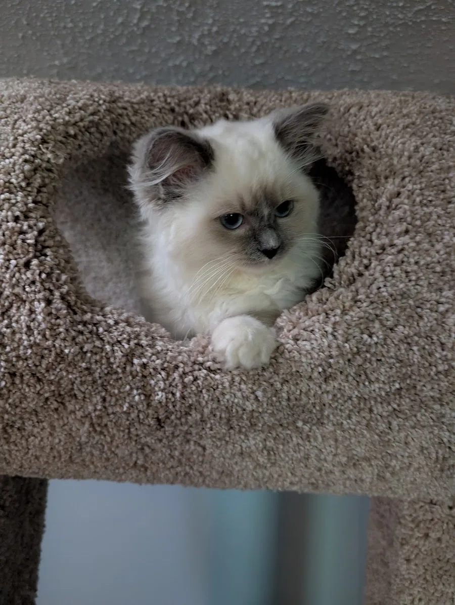 Young Ragdoll kitten perched on a carpeted cat tree