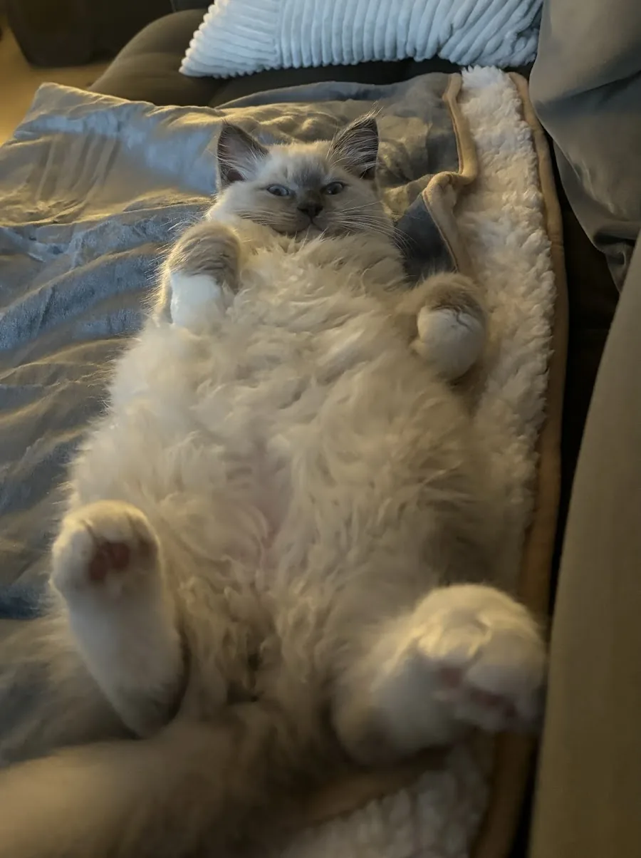 Fluffy Ragdoll cat lounging belly-up on a bed