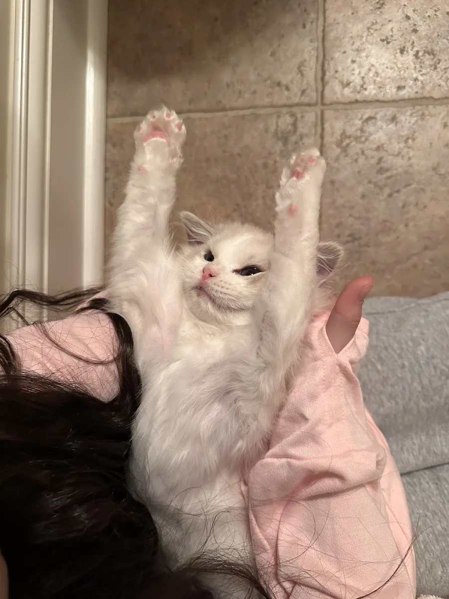 Playful Ragdoll kitten stretching its paws in the air