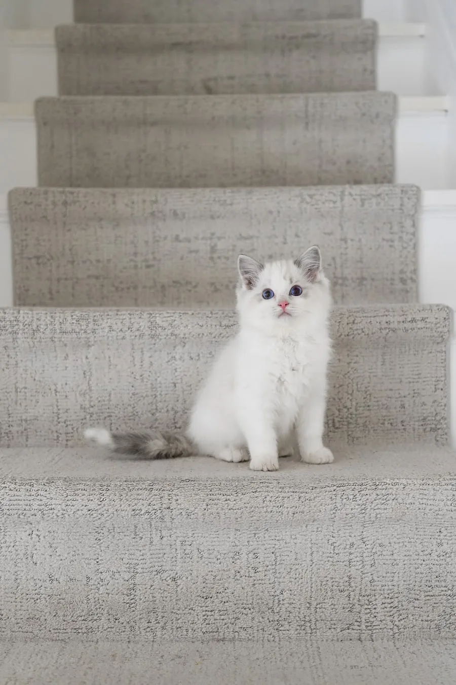 Young Ragdoll kitten sitting neatly on carpeted stairs