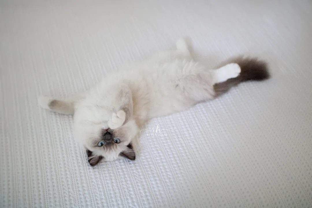 Are Ragdoll Cats Really as Affectionate as People Say?