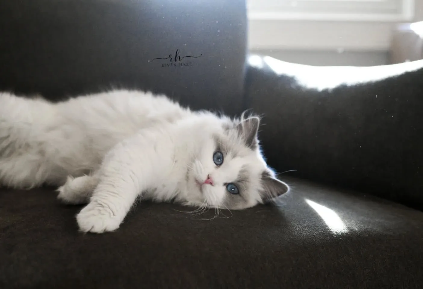Coco, a blue bicolor Ragdoll girl