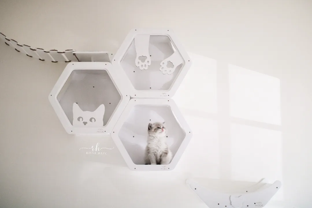Finding Your Perfect Match: How to Choose a Reputable Ragdoll Cat Breeder