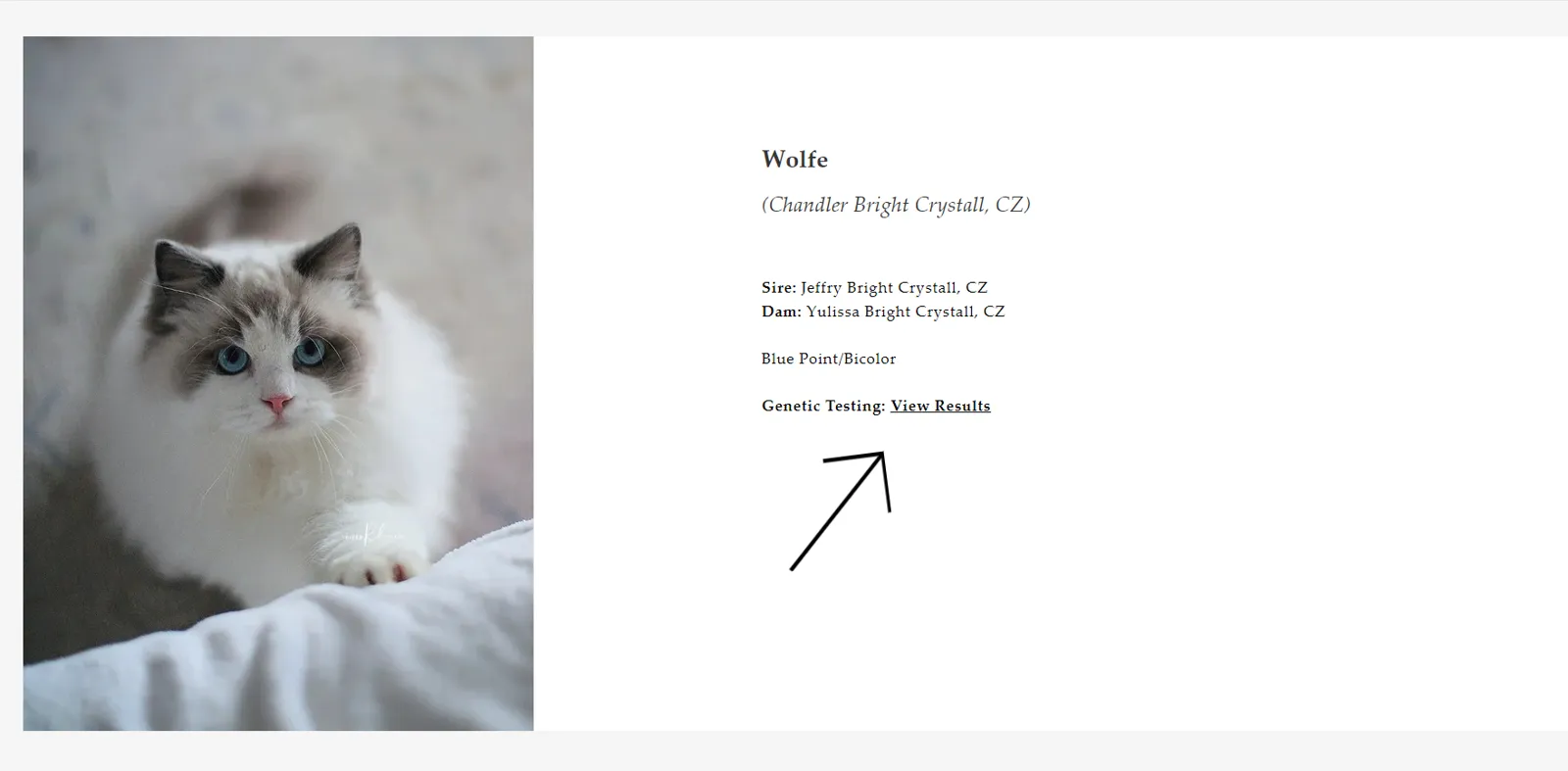 Finding Your Perfect Match: How to Choose a Reputable Ragdoll Cat Breeder