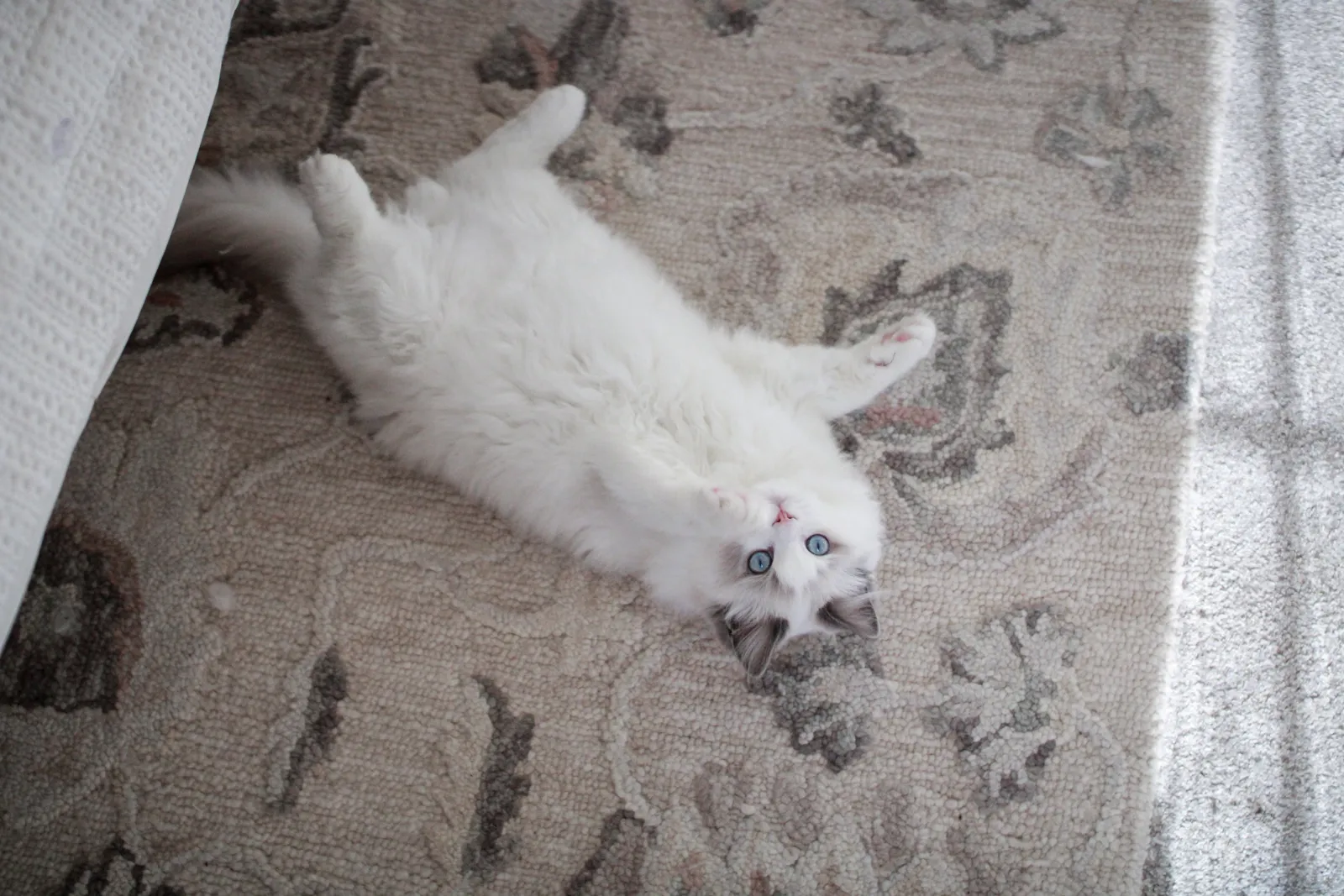 Are Ragdoll Cats Allergy-Friendly? The Truth About Hypoallergenic Claims