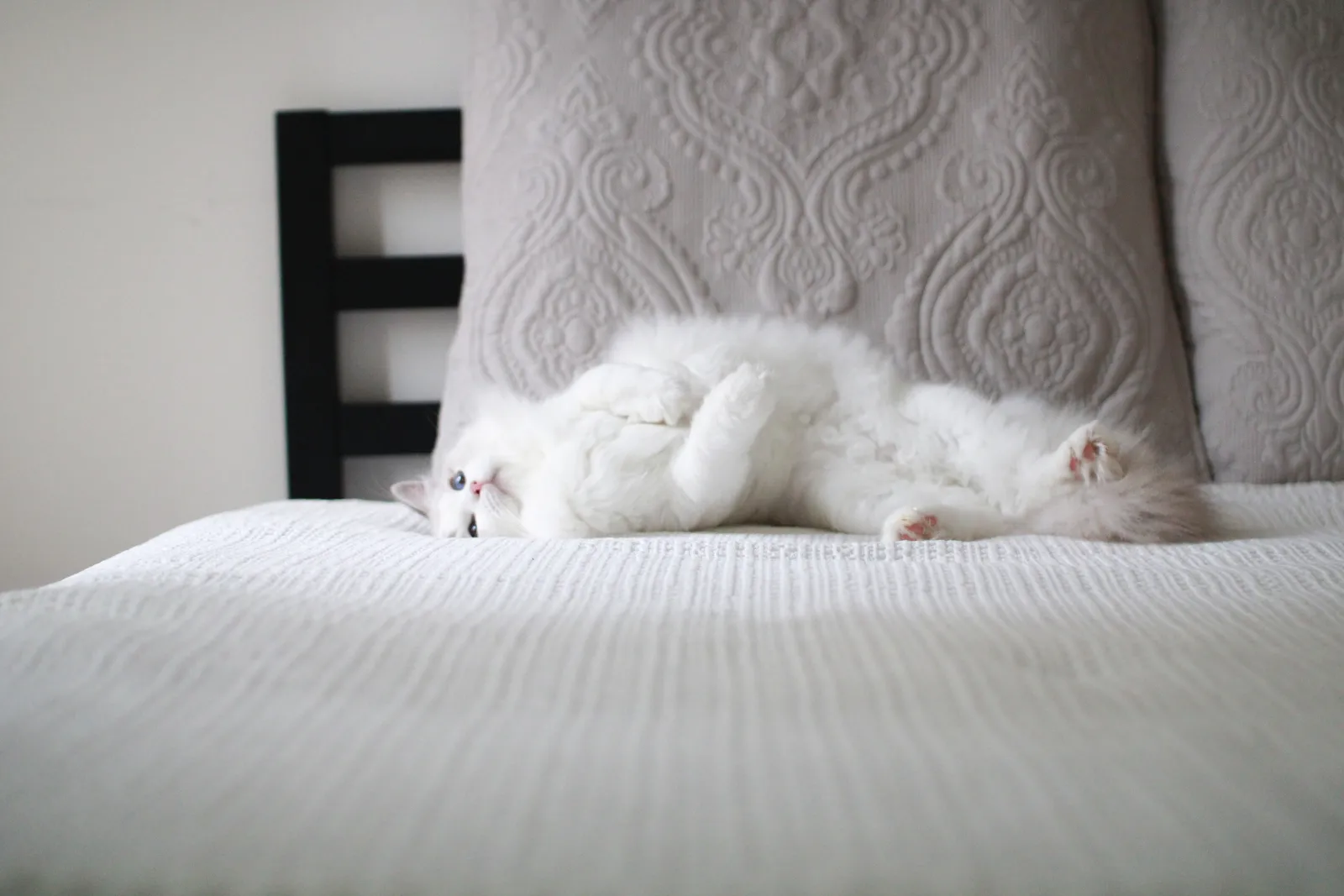 Ajax, a blue lynx bicolor Ragdoll sire