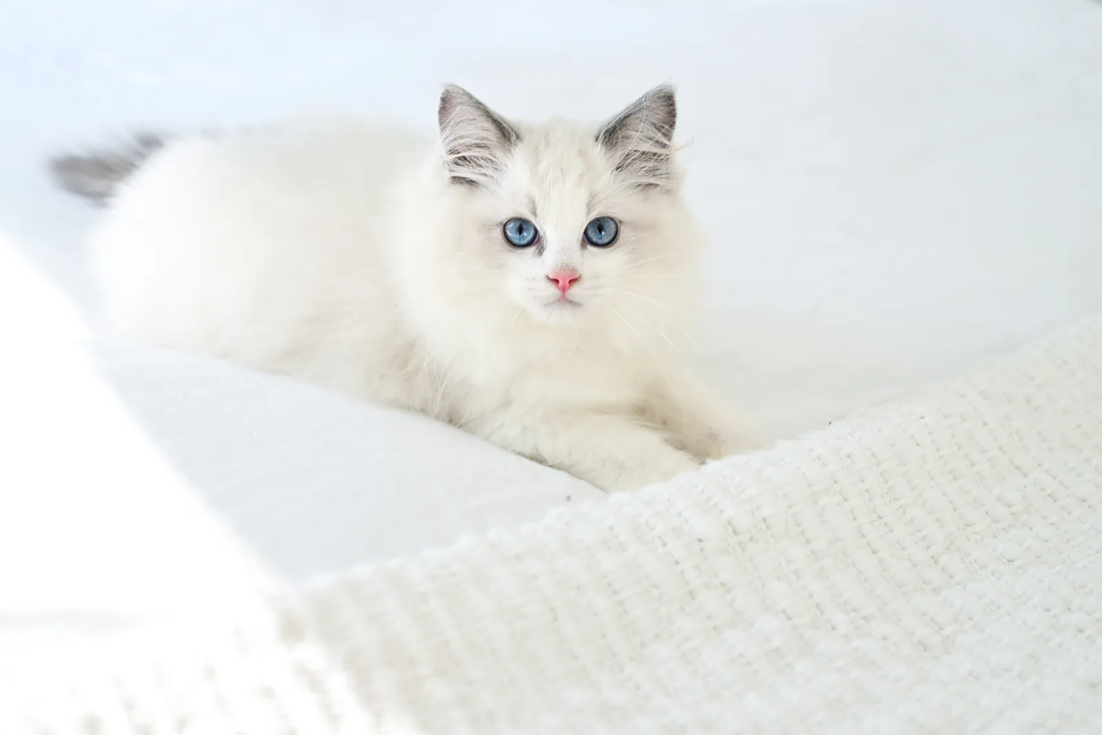 Preparing for Your Ragdoll Kitten: The Ultimate Guide to a Flawless Homecoming