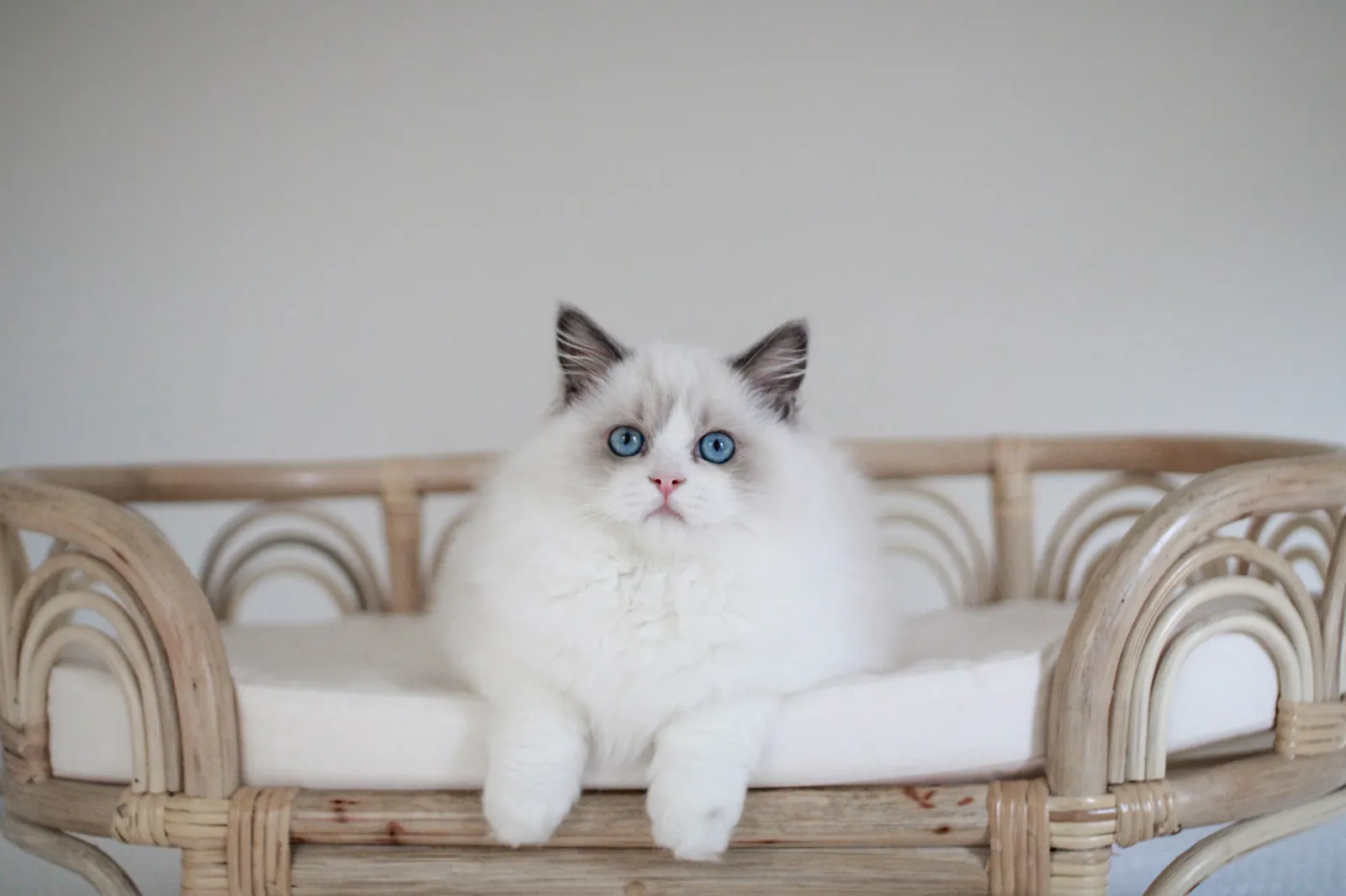 Ragdoll Cats 101: Everything You Need to Know About This Charming Breed