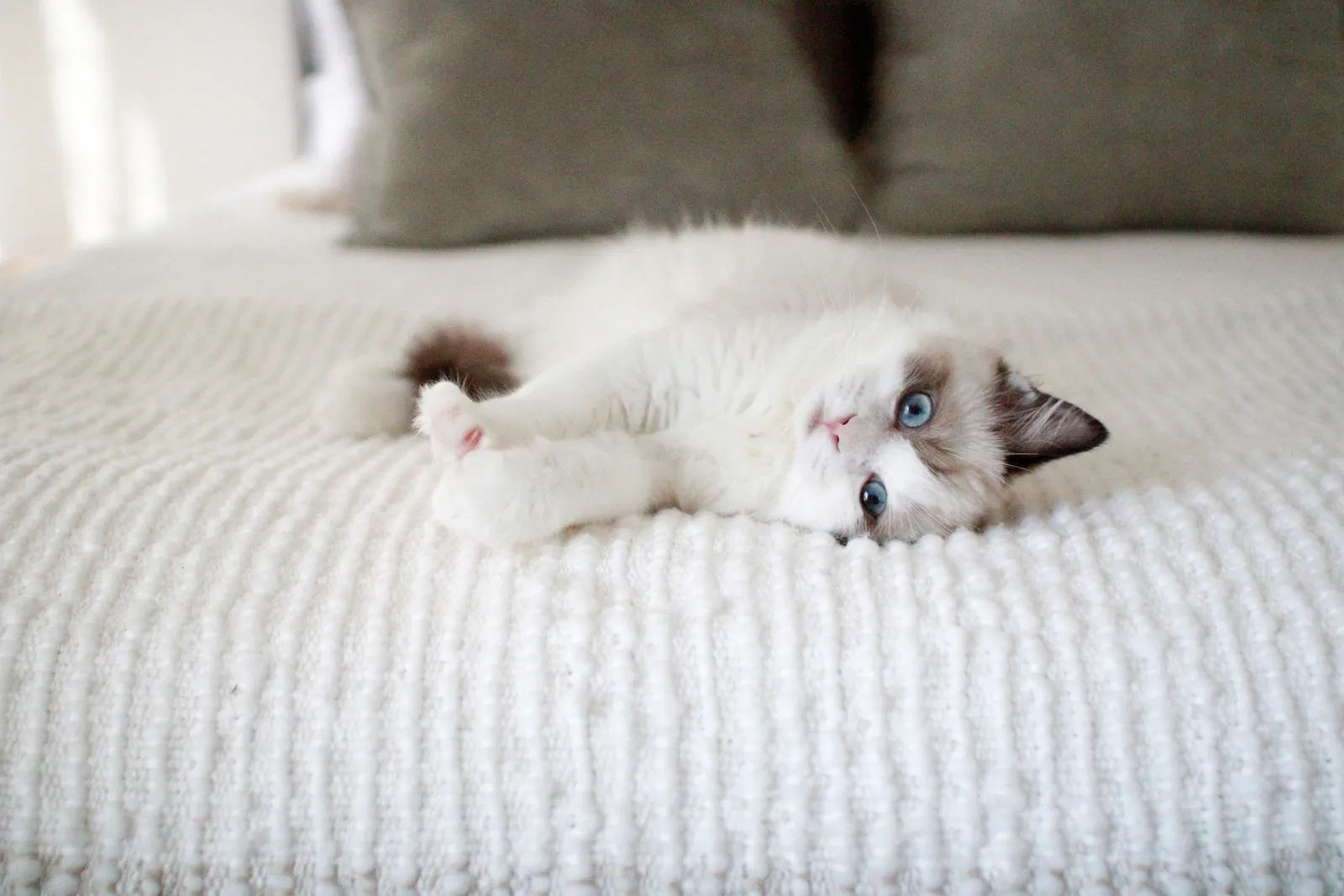 Ragdoll Cats 101: Everything You Need to Know About This Charming Breed