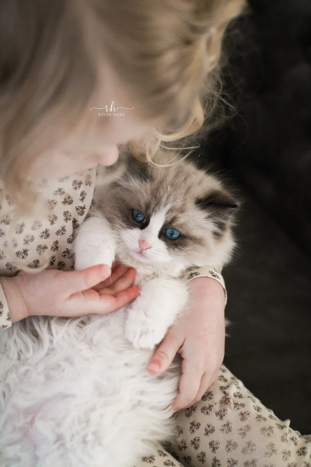 Ragdoll kitten Aurora resting on a lap