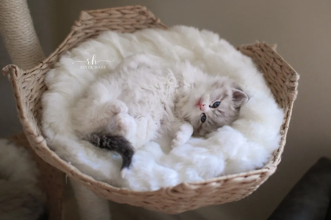 Ragdoll Cats 101: Everything You Need to Know About This Charming Breed