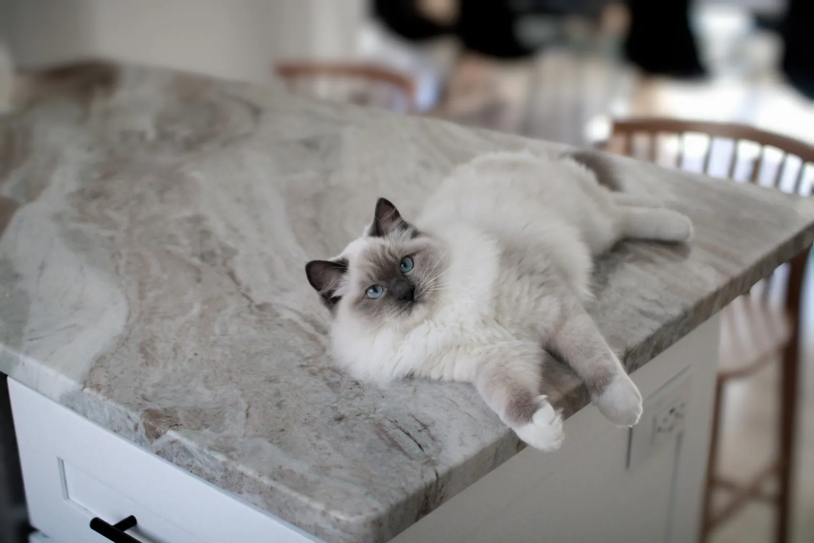 Ragdoll cat keeping company in the kitchen