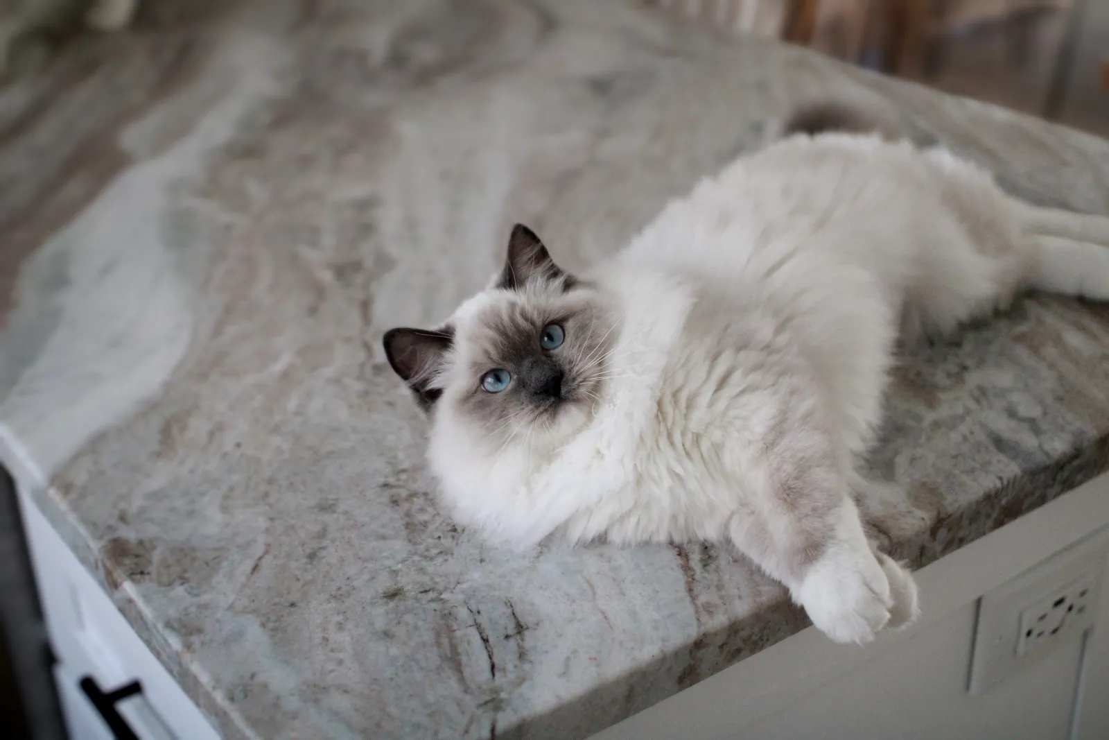 Ragdoll Cats 101: Everything You Need to Know About This Charming Breed