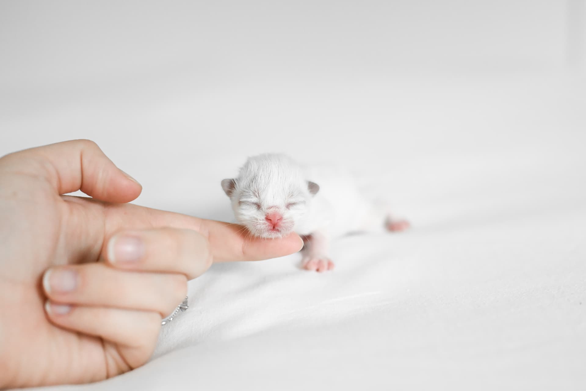 A newborn Ragdoll kitten, eyes closed, resting on a soft white blanket beside a gentle hand